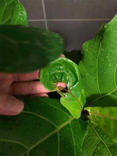 Are your new fiddle leaf fig leaves having issues? Click and read our new leaf troubleshooting for fiddle leaf figs guide and grow a healthy plant. Claire Akin