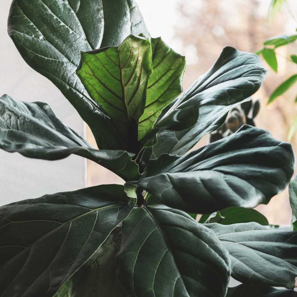 How to care for your fiddle leaf fig while you are on vacation.