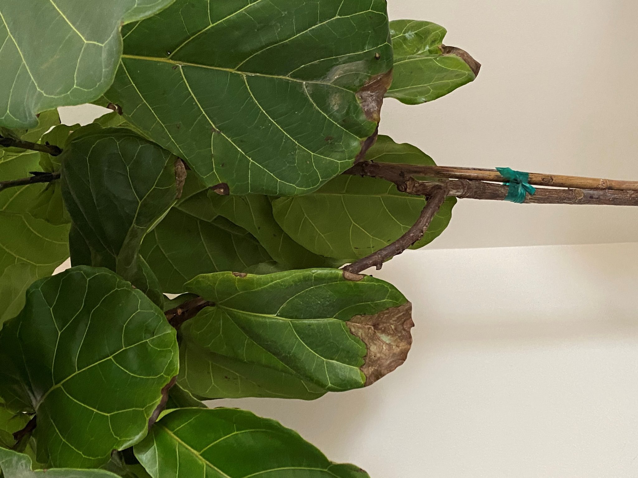 brown edges creeping inward | The Fiddle Leaf Fig Plant Resource