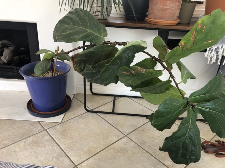 Leaning The Fiddle Leaf Fig Plant Resource