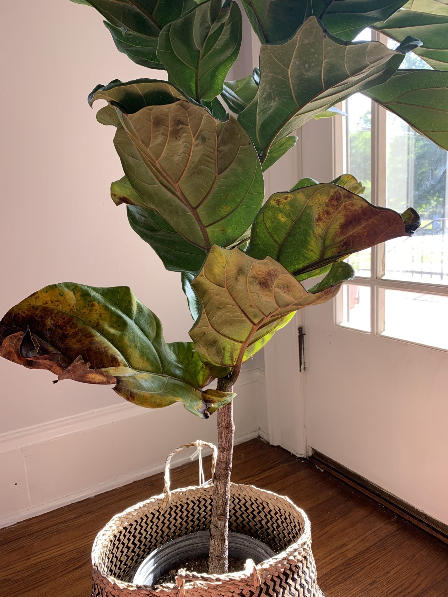 How To Make Fiddle Leaf Leaves Shine