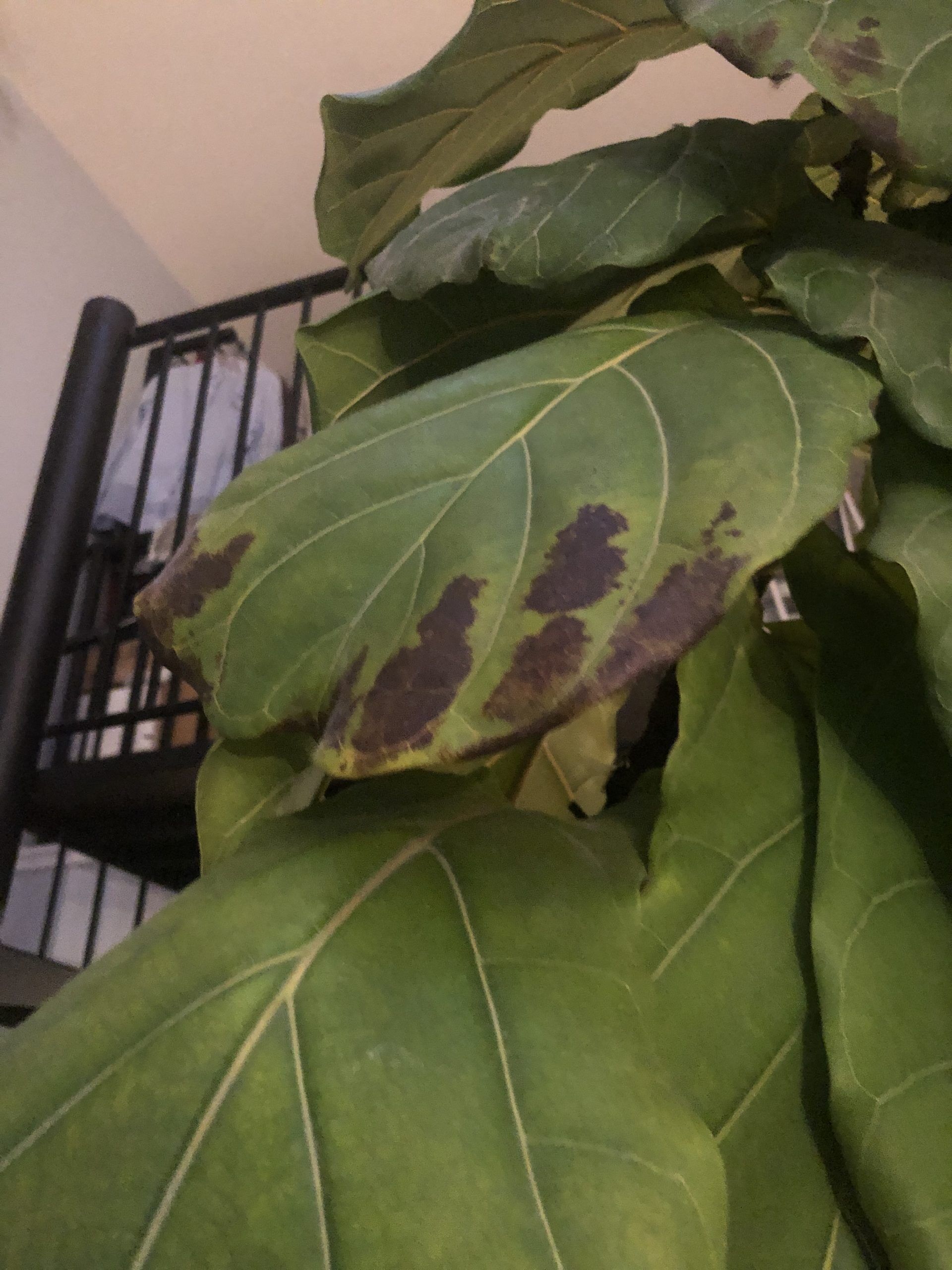 Root Rot or Sunburn? The Fiddle Leaf Fig Plant Resource