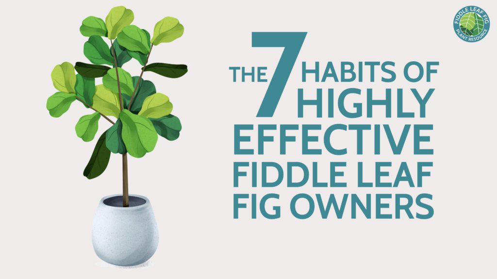 Read the 7 habits of highly effective fiddle leaf fig owners based on our own experience and our observations of successful fiddle lovers in our Fiddle Leaf Fig Facebook group!