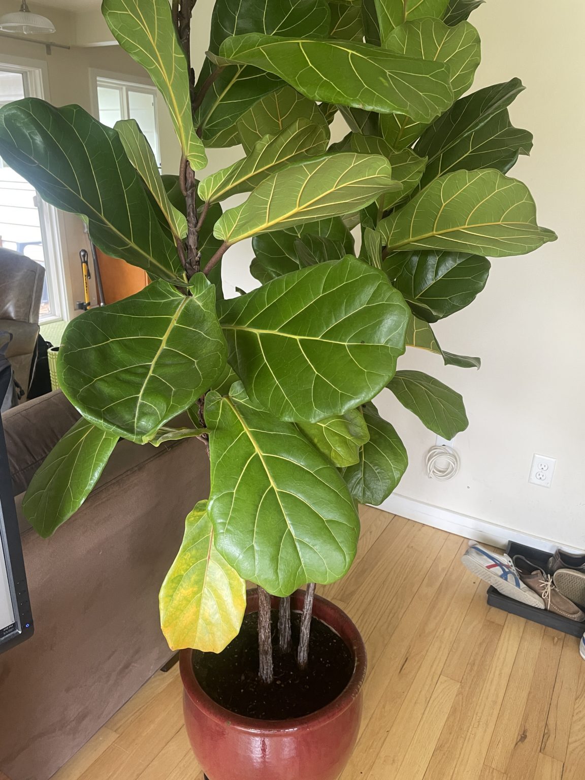 Brown spots on lower leaves. The Fiddle Leaf Fig Plant Resource