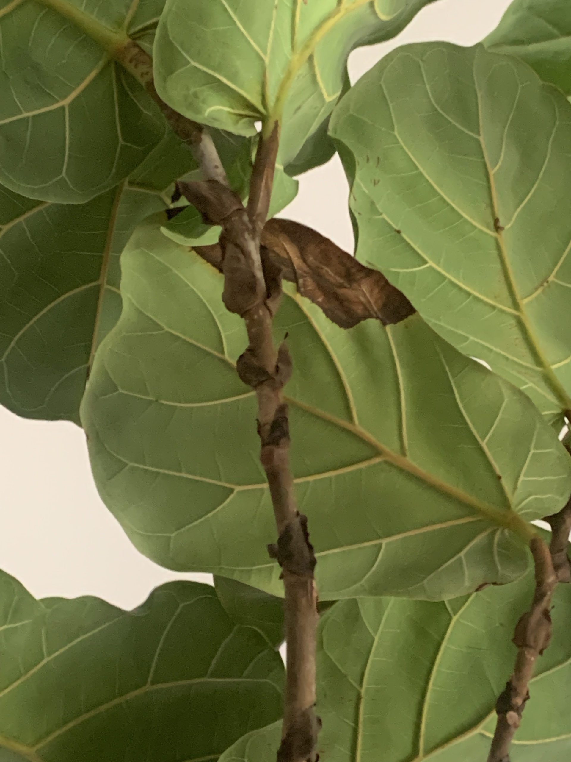 Yellowing & Dark Green Spots | The Fiddle Leaf Fig Plant Resource