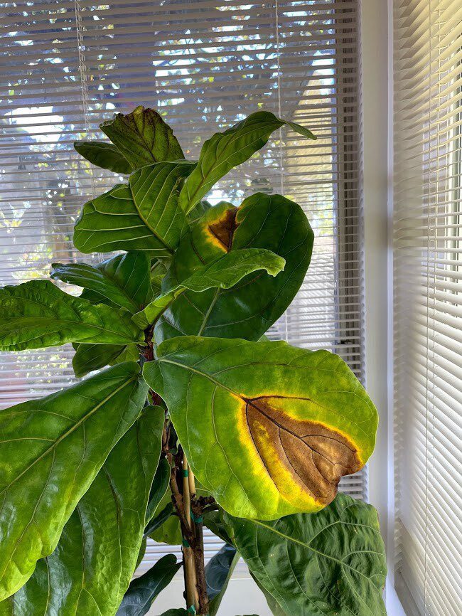 Yellow and Brown Spots The Fiddle Leaf Fig Plant Resource