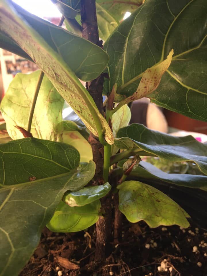 You might run into one or more of these common fiddle leaf fig diseases and conditions at some point. It’s important to recognize them and know how to treat them!