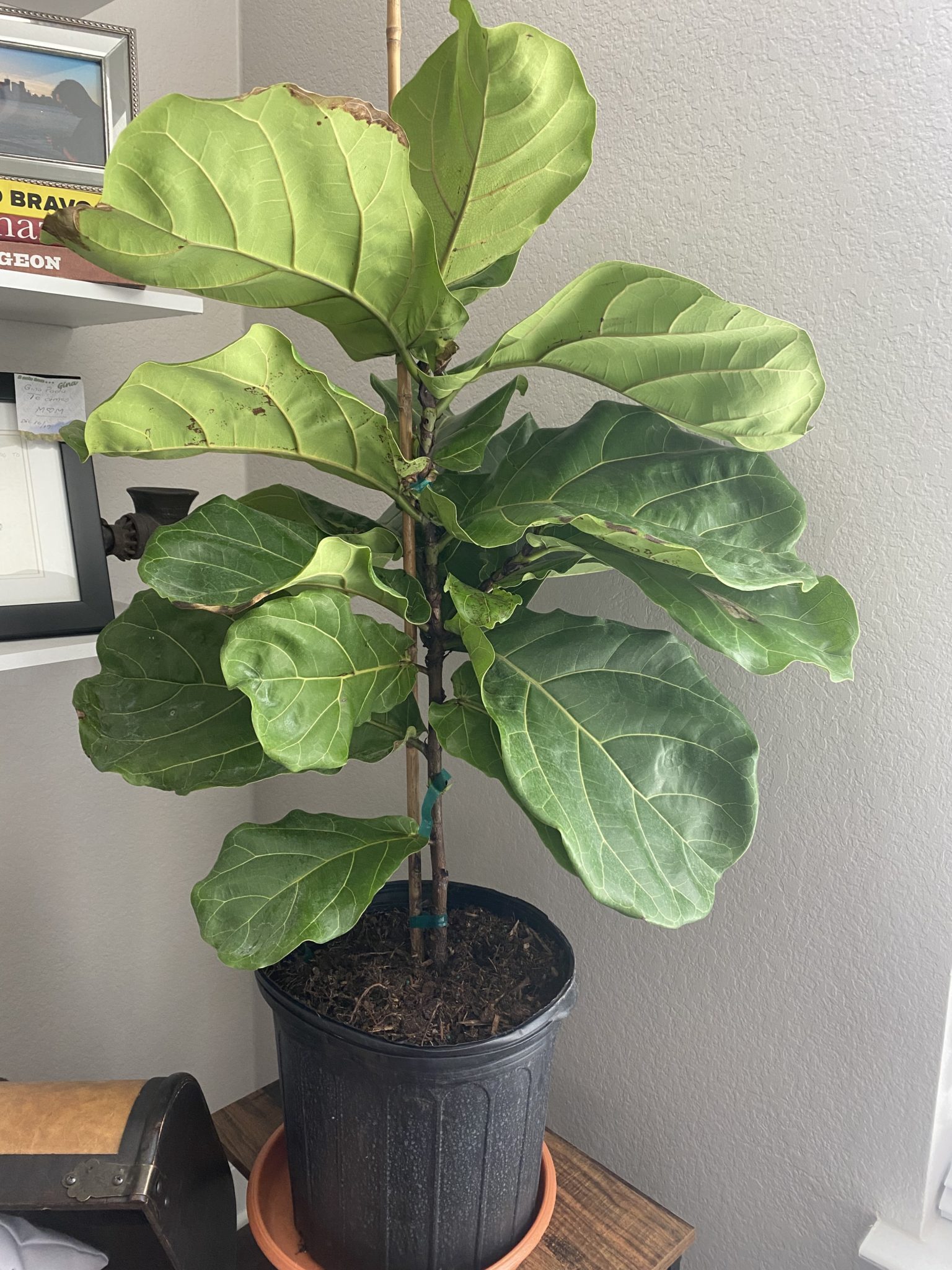 Edema? Root rot? Virus? Help! | The Fiddle Leaf Fig Plant Resource