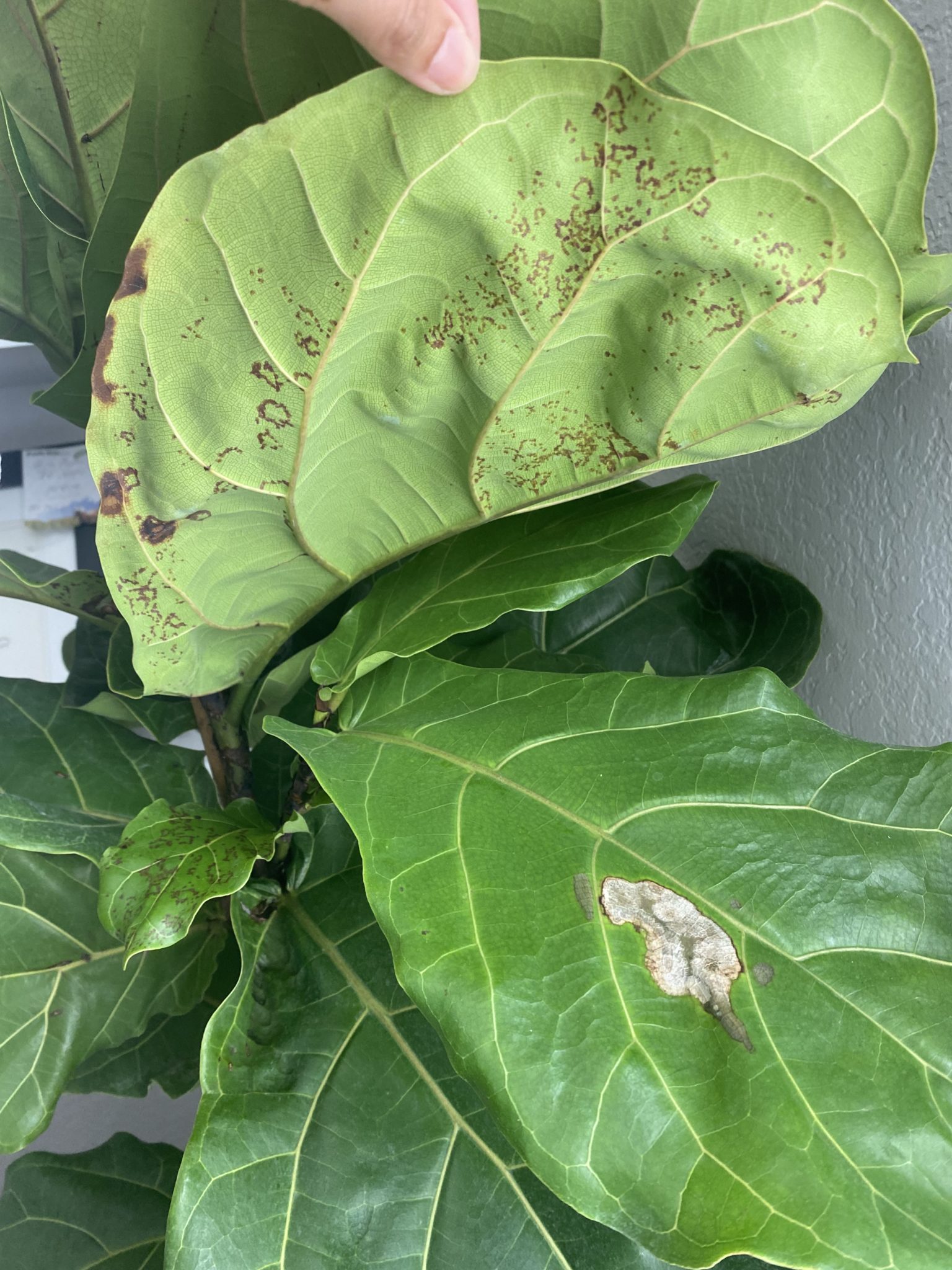 Edema? Root rot? Virus? Help! | The Fiddle Leaf Fig Plant Resource