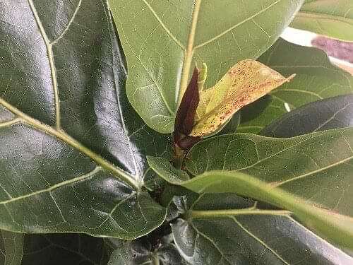 Wondering if you should prune your fiddle leaf fig plant? Not sure what to do with damaged fiddle leaf fig leaves? Click to read if you should prune or not. Claire Akin