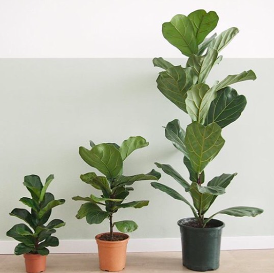 Read the ultimate ficus lyrata care guide for complete beginners. If you are new to having a fiddle leaf fig, read this care guide. 