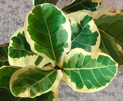 Read the ultimate ficus lyrata care guide for complete beginners. If you are new to having a fiddle leaf fig, read this care guide. 