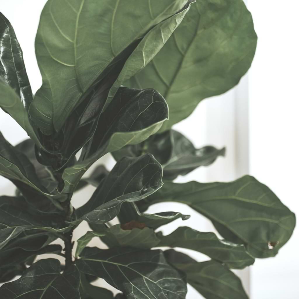 If your plant seems off, it could be an issue with the soil's pH levels. Learn what is the best pH for fiddle leaf figs in this article.