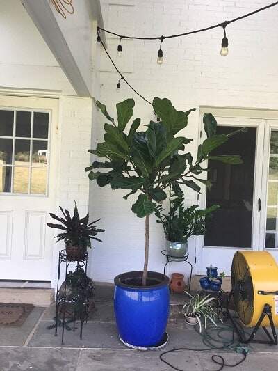 Let’s talk about etiolation in fiddle leaf figs, how to prevent it, and what to do if you’re already seeing significant internodal spacing in your fiddle.