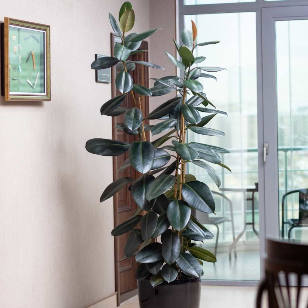 Ficus Elastica Care Rubber Tree Fiddle Leaf Fig Plant