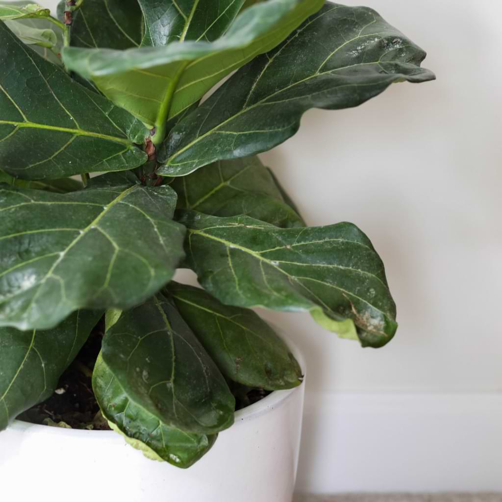 How to Create a Watering Routine for Your Fiddle Leaf Fig | Fiddle Leaf Fig  Plant Resource Center