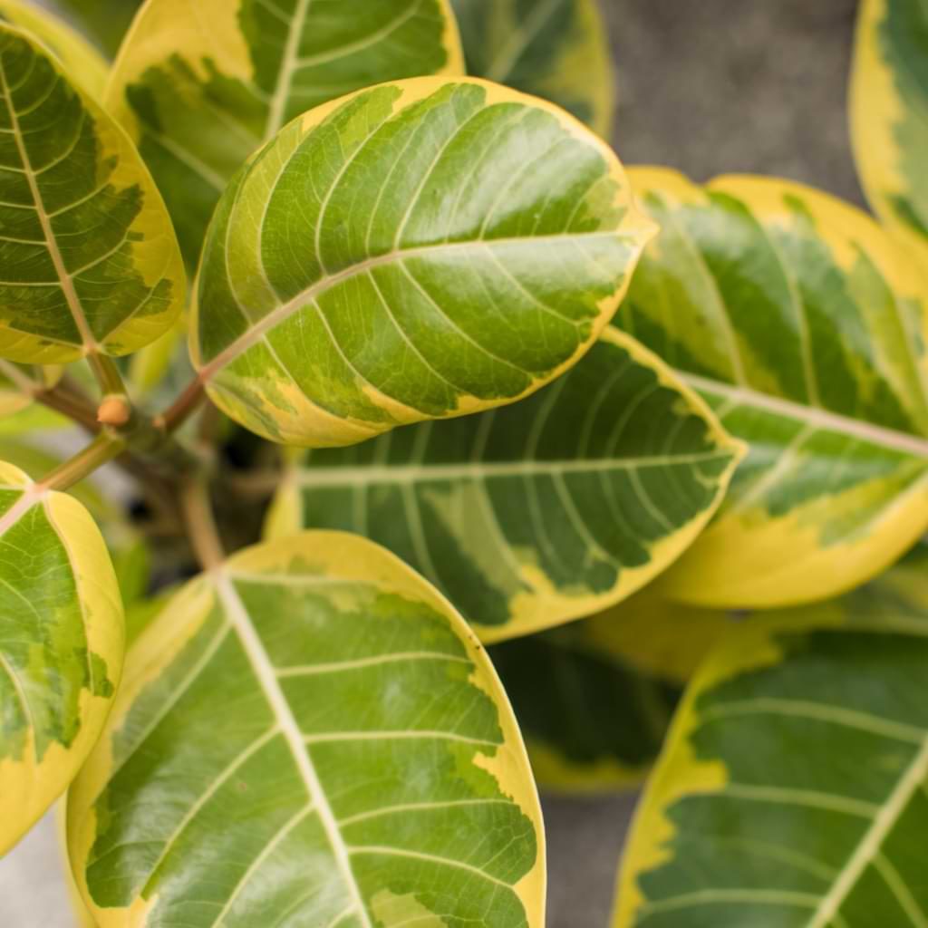 If you’ve had experience caring for other ficus varieties like Ficus lyrata or Ficus elastica, you’ll have no problem caring for Ficus altissima.