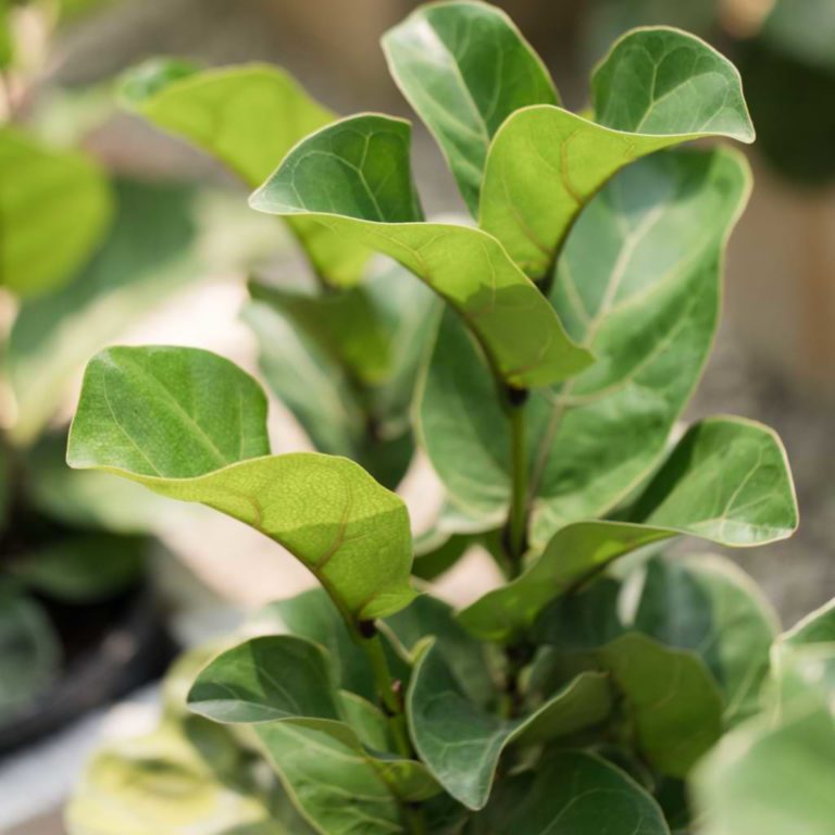 How Fast Do Fiddle Leaf Figs Grow?
