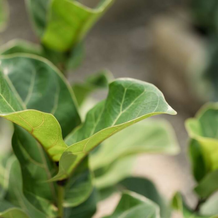 How Fast Do Fiddle Leaf Figs Grow?