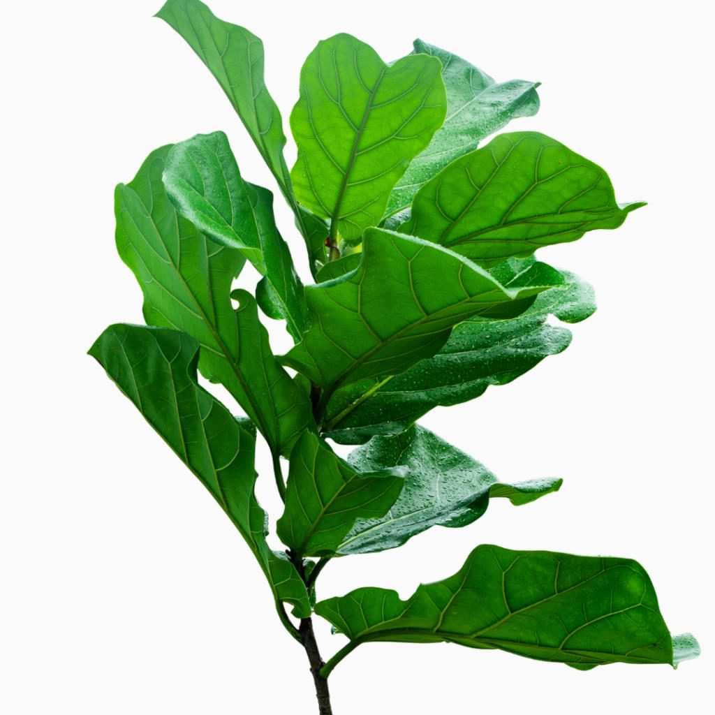 A simple technique called notching can turn your fiddle leaf fig into a gorgeous tree. Here is a complete notching fiddle leaf fig tutorial with videos.