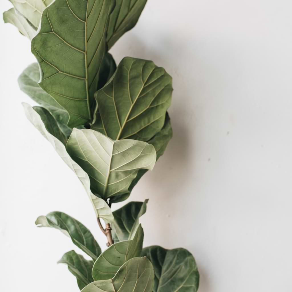 There are four main reasons why your fiddle leaf fig is leaning. This is due to improper watering, insufficient light, nutrient deficiency, or inadequate airflow.