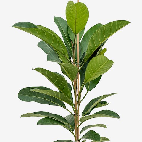 Ficus benghalensis care is known for being easier than fiddle leaf fig care, even if the trees themselves are a little pricier and trickier to find!