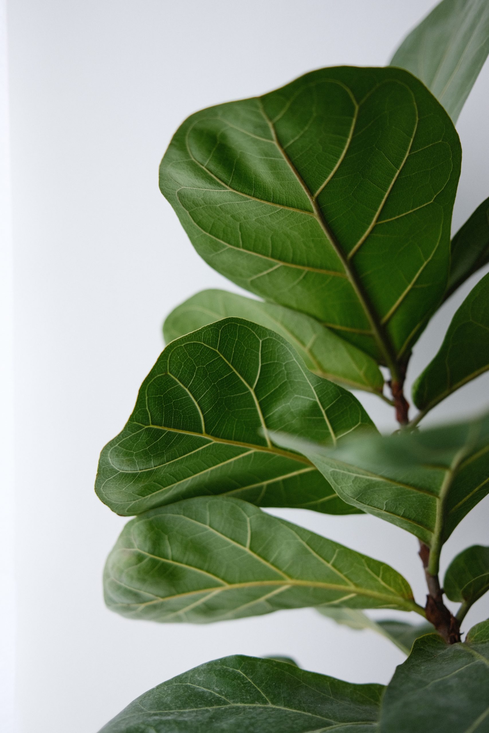How to Improve Nutrient Uptake in Fiddle Leaf Figs