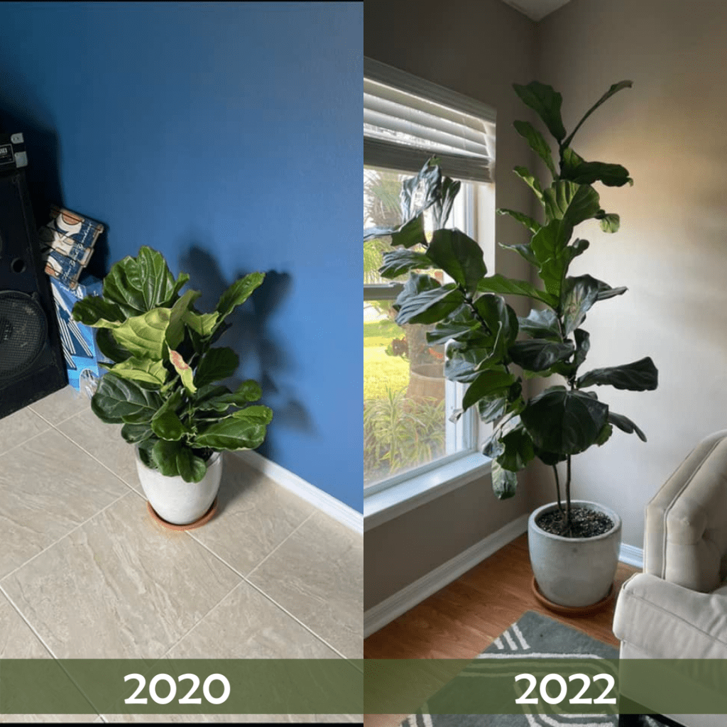 Fiddle Leaf Fig Plant Food Before and After