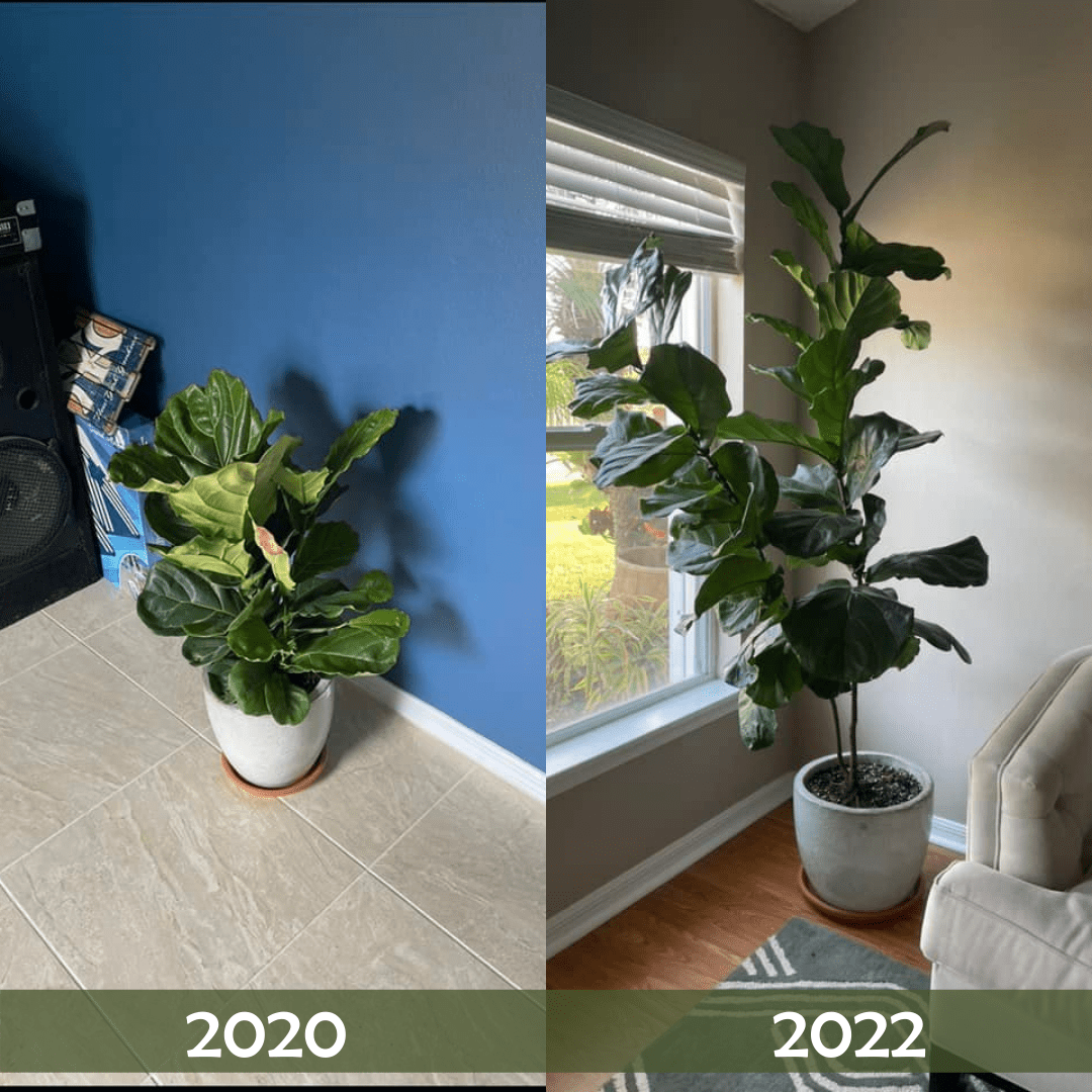 Fiddle Leaf Fig Plant Food Reviews Plant Resource