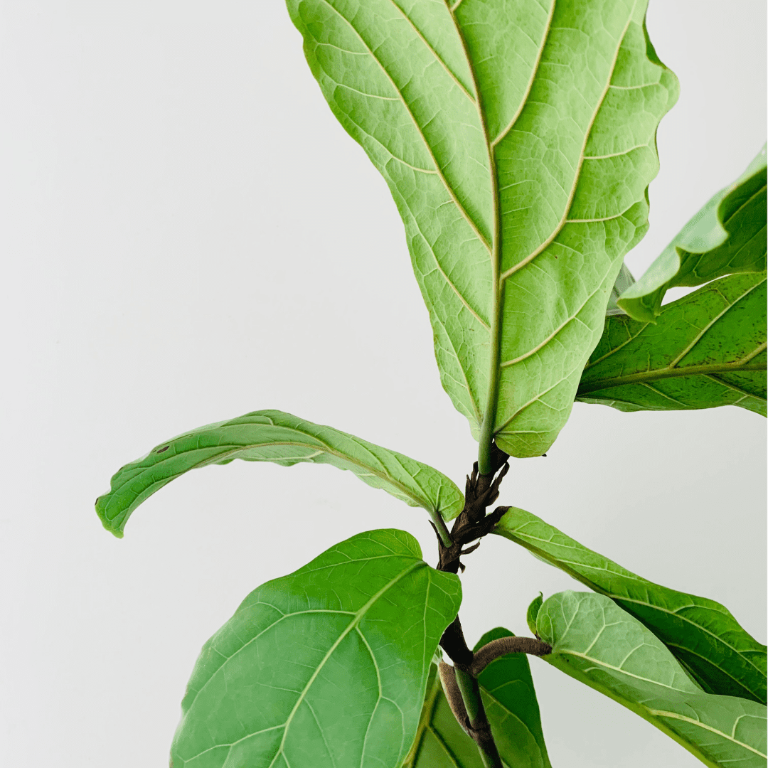 Fiddle Leaf Fig / Ficus Lyrata Tips & Products for Healthy Plants