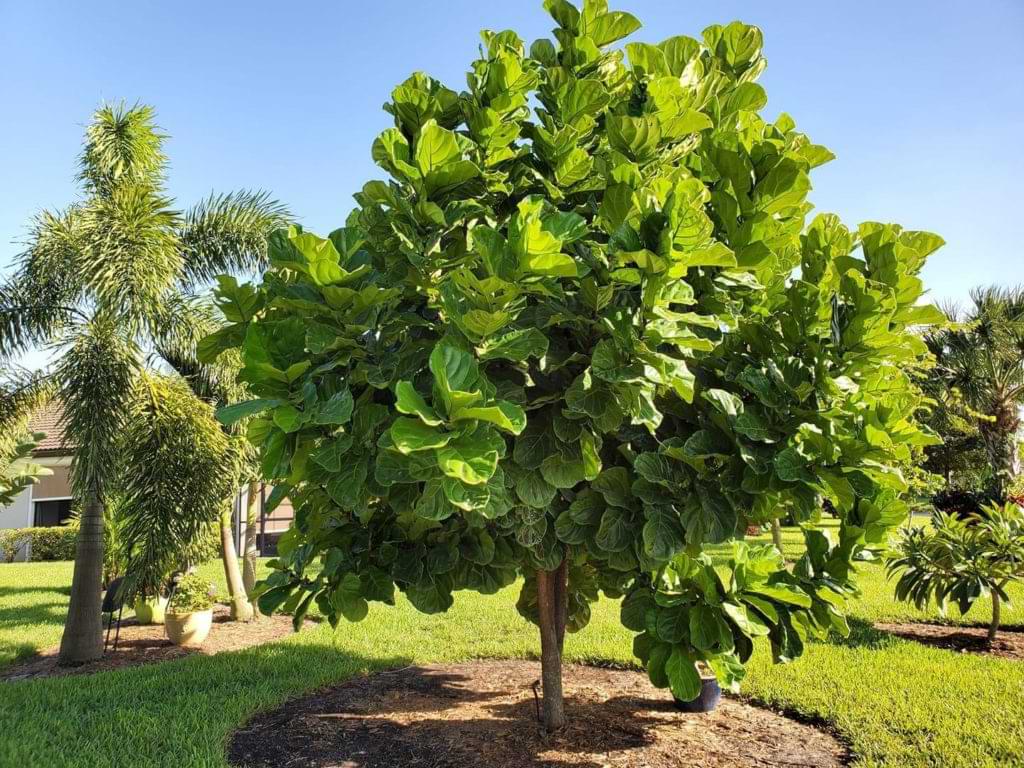nødvendig Overveje huh Caring For a Fiddle Leaf Fig Outdoors | Fiddle Leaf Fig