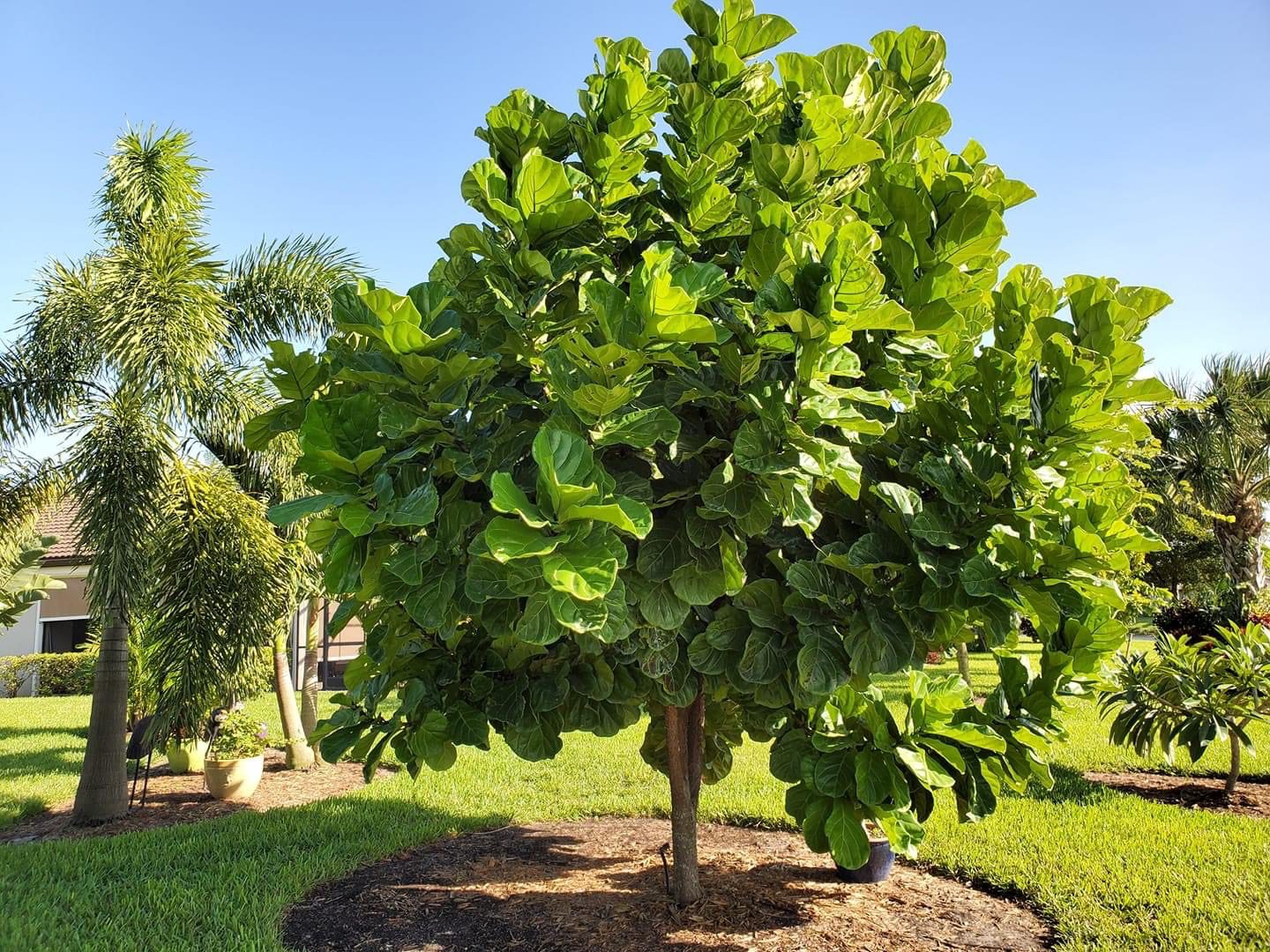 Caring For a Fiddle Leaf Fig Outdoors