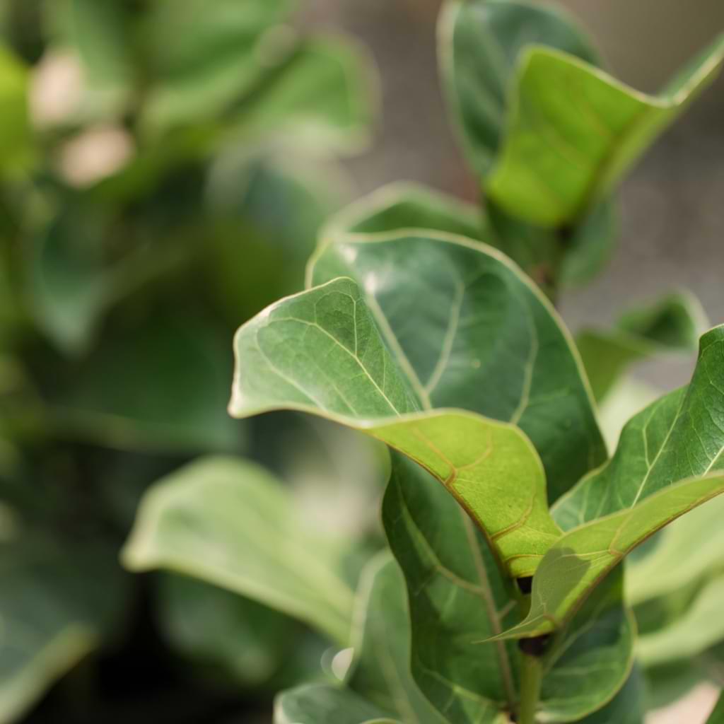 Fiddle Leaf Tree Growing Guide Ficus Lyrata