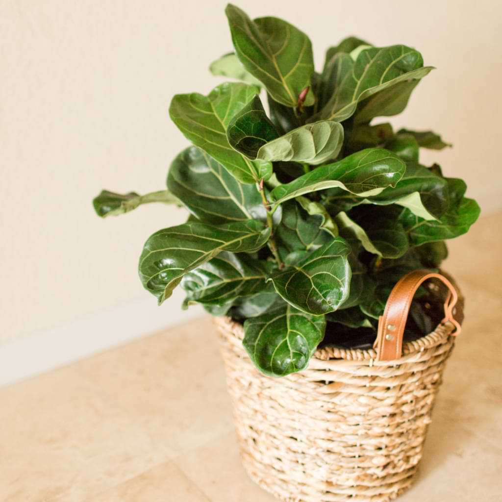 Fiddle Leaf Fig Bush Growing a Bushy Plant
