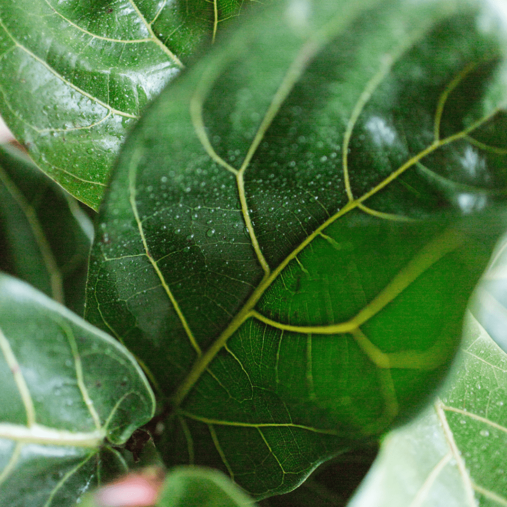 Using neem oil on fiddle leaf figs to get rid of insects! It’s super easy and only requires a spray bottle, water, neem oil, and a little gentle dish soap.