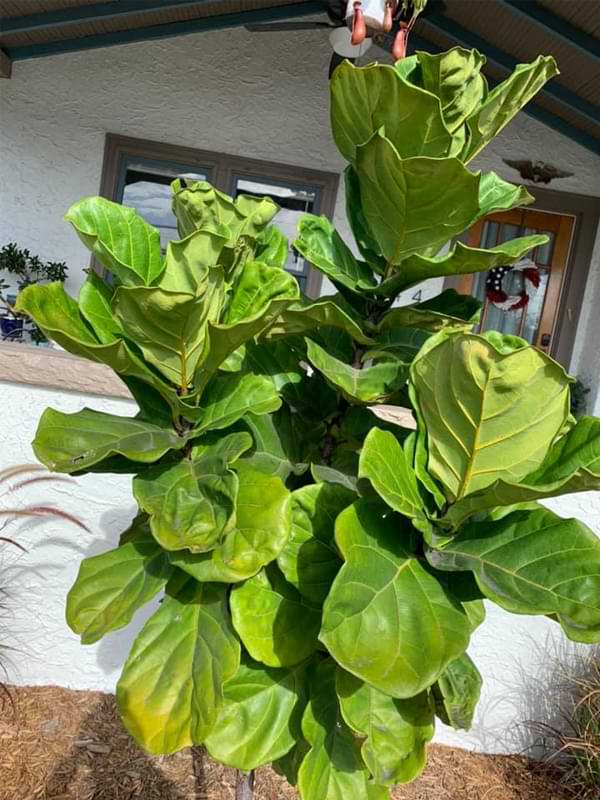 In this article, we’ll tell you everything you need to know about growing a fiddle leaf fig outdoors as a potted plant or in the ground.