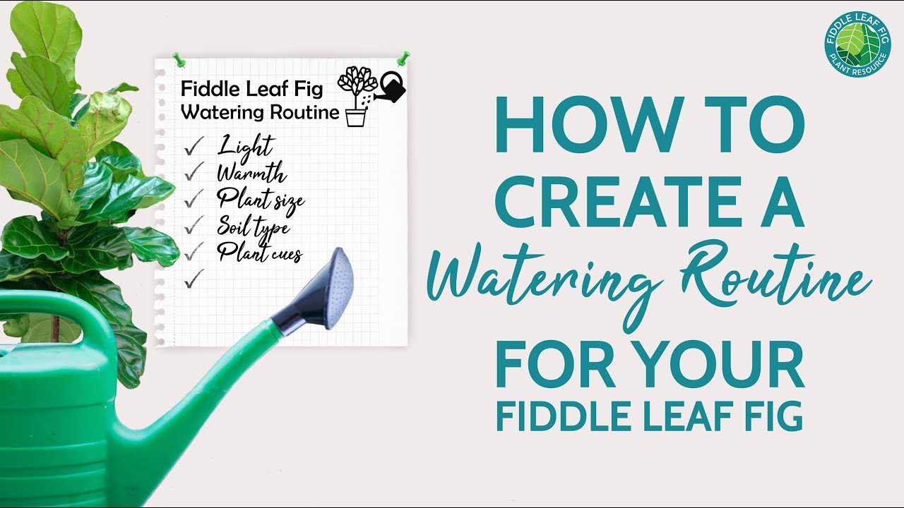How to Create a Watering Routine for Your Fiddle Leaf Fig | Fiddle Leaf Fig  Plant Resource Center