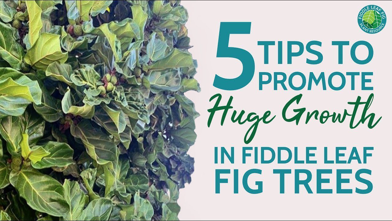 ficus fiddle leaf fig Fiddle Leaf Fig