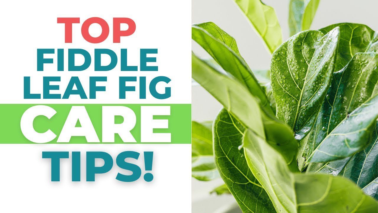 8 Simple Fiddle Leaf Fig Care Tricks (For Beginners!) | Fiddle Leaf Fig  Plant Resource Center
