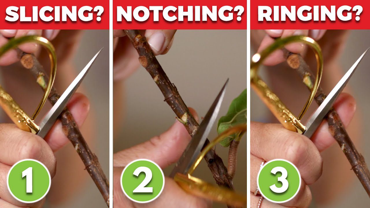 GET NEW BRANCHES On Your Fiddle Lead Fig With These 3 Techniques