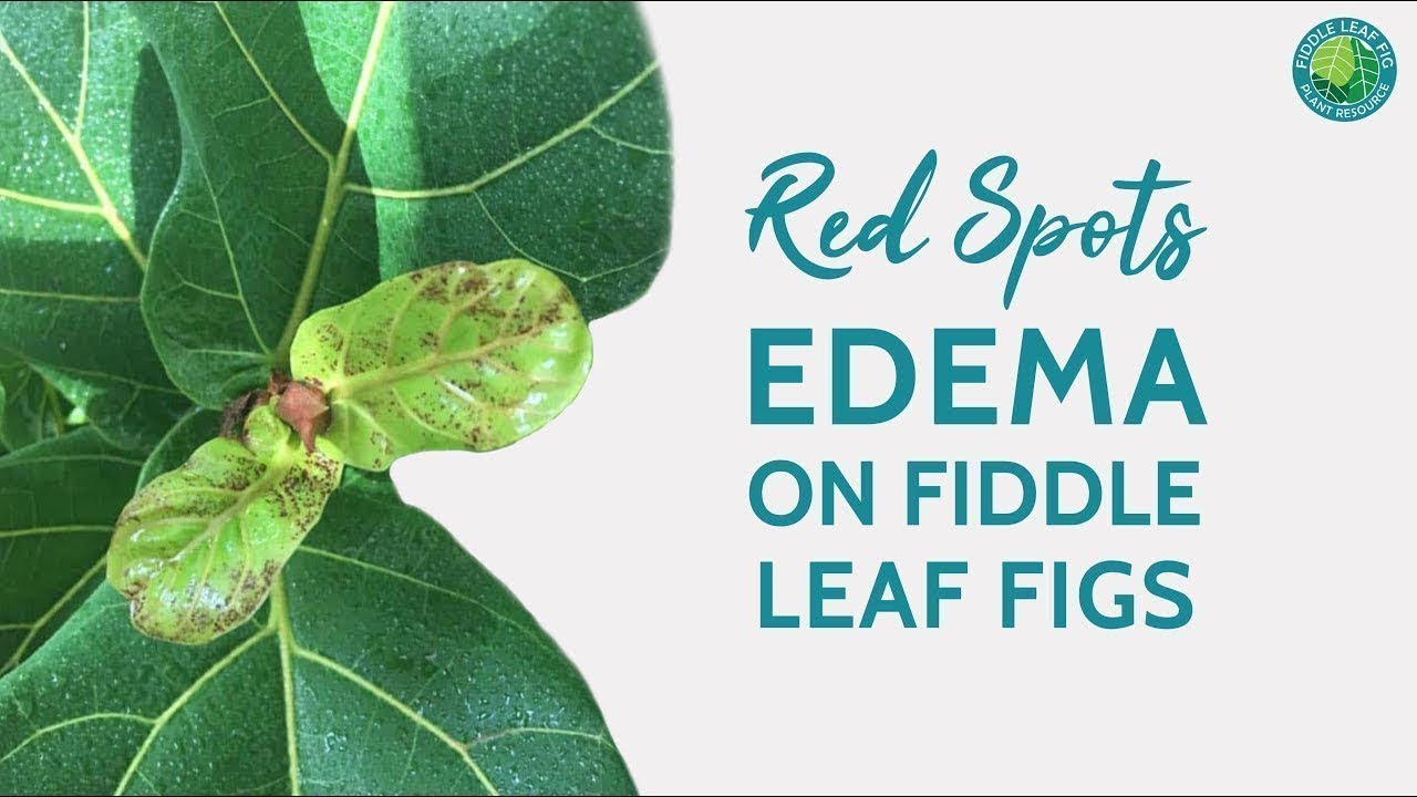 Red Spots Edema in Fiddle Leaf Fig Plants | Fiddle Leaf Fig Plant Resource  Center