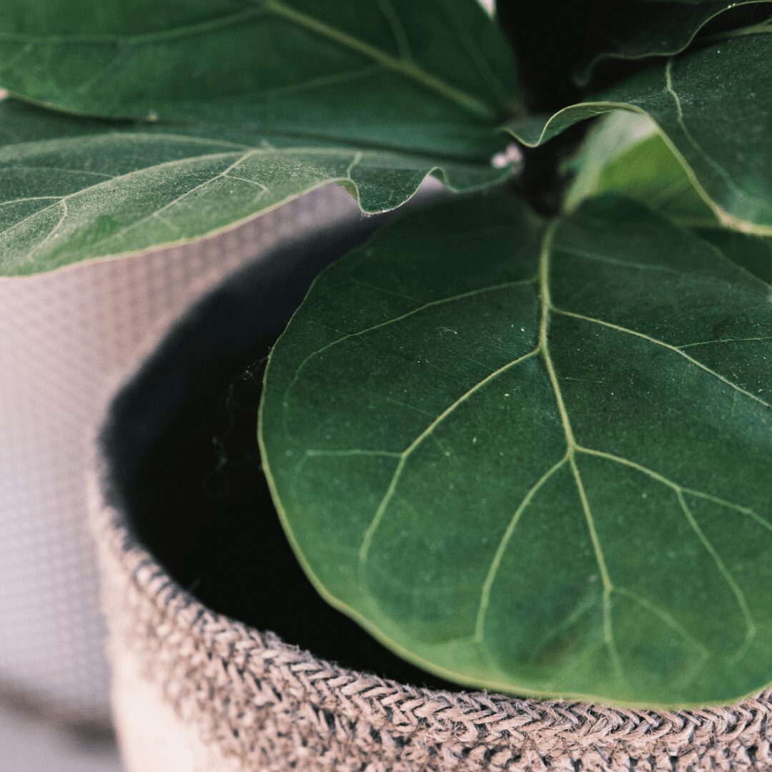 Fiddle Leaf Fig растение