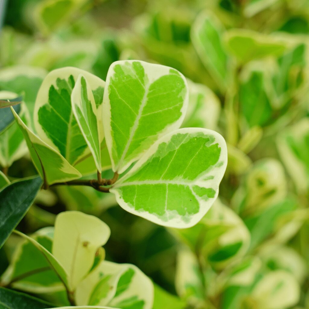 Plants similar to Fiddle Leaf Fig trees, some of the more popular options are Monstera Deliciosa, Majesty Palm, and the Bengal Fig.