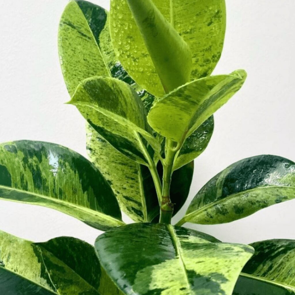 Ficus Shivereana is a sensational and staggering magnificence featuring exceptional broad shiny oval leaves with sharp tips.