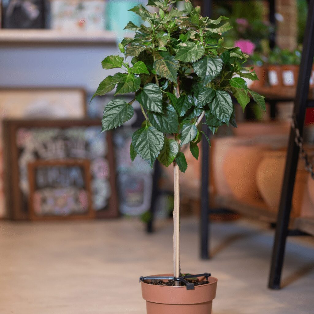 Ficus Moclame is an evergreen ornamental plant, suitable for both outdoors and indoors.