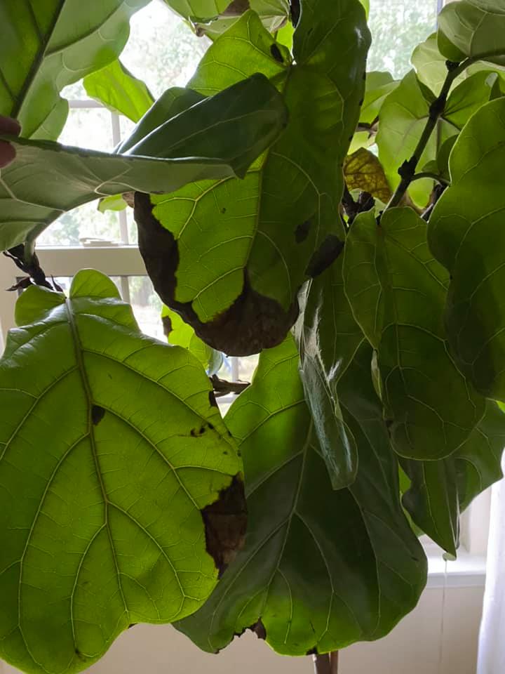How to Treat and Fix Fiddle Leaf Fig Brown Spots: The Ultimate Guide