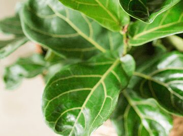 Curious how fiddle leaf fig growth looks? Watch the fiddle leaf fig growth time lapse video to see growth over a week's time.