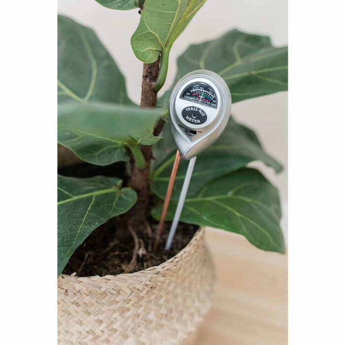Fiddle Leaf Fig Moisture Meter Water Your Fiddle Leaf Fig Correctly