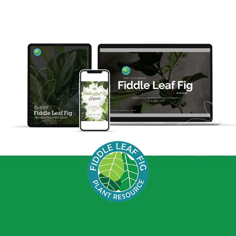 Fiddle Leaf Fig Bonus