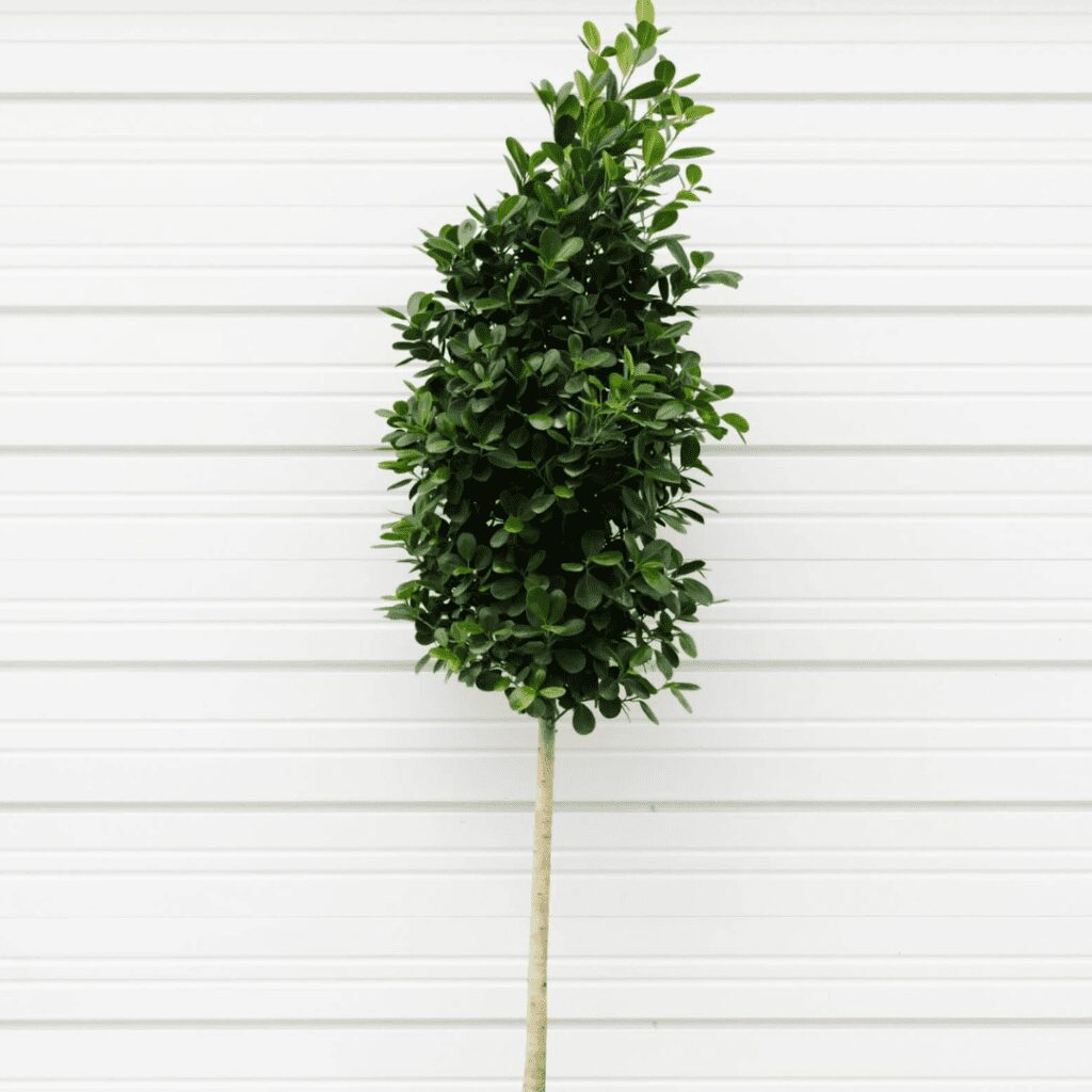 The Ficus Danielle Benjamin is an eye-catching cultivar of Ficus Benjamina, commonly referred to as Ficus Danielle.